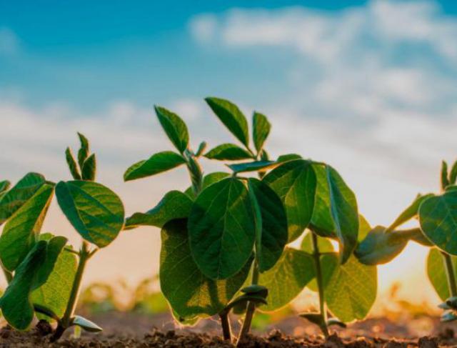 A Importância das sementes com alto vigor